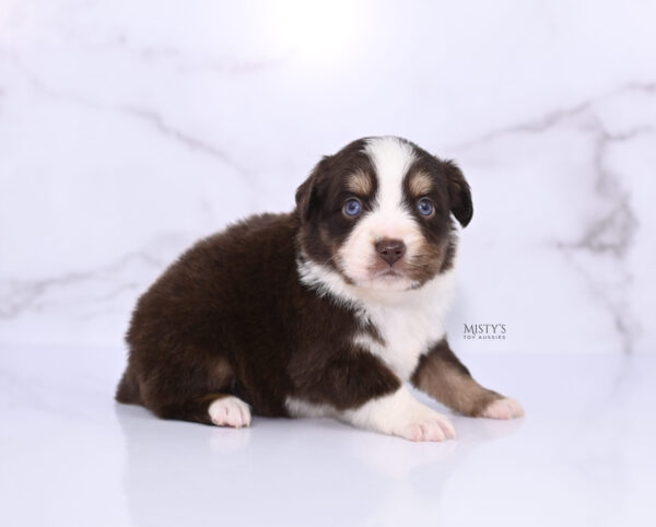 Mini / Toy Australian Shepherd Puppy Brick