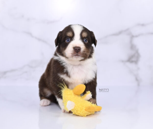 Mini / Toy Australian Shepherd Puppy Brick