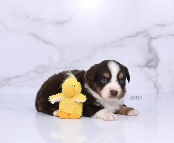 Mini / Toy Australian Shepherd Puppy Brick