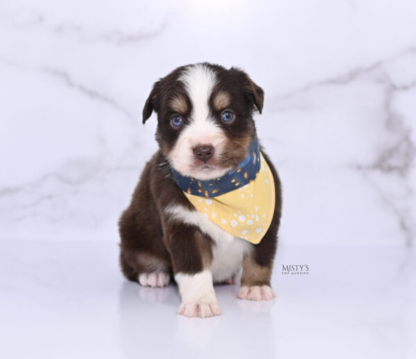 Mini / Toy Australian Shepherd Puppy Brick