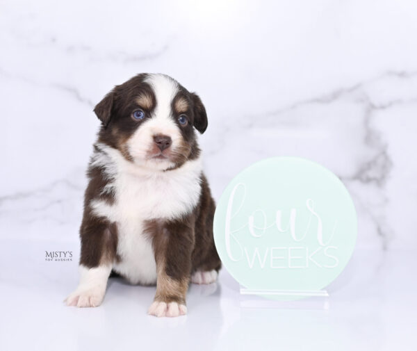 Mini / Toy Australian Shepherd Puppy Brick