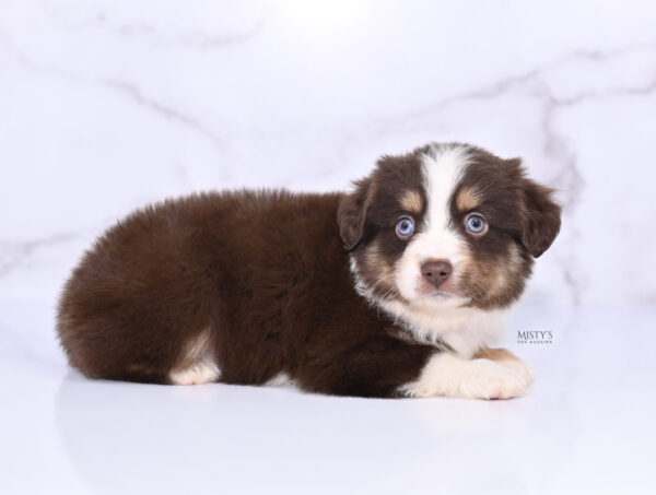 Mini / Toy Australian Shepherd Puppy Brick