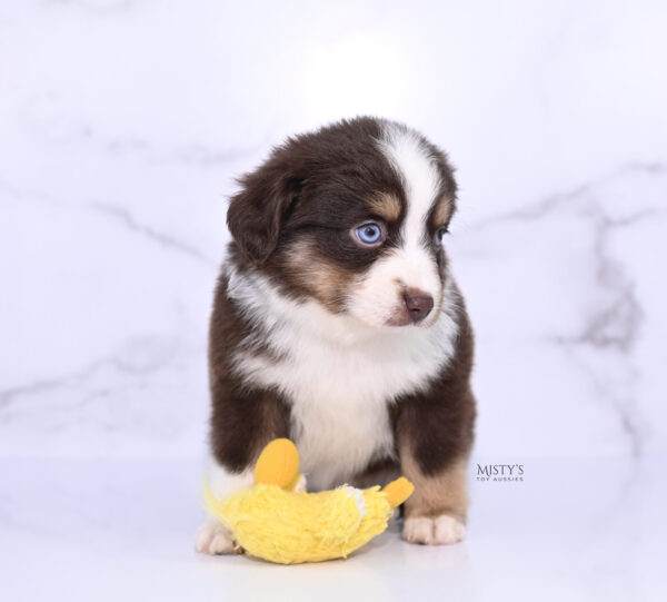 Mini / Toy Australian Shepherd Puppy Brick