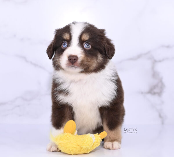 Mini / Toy Australian Shepherd Puppy Brick