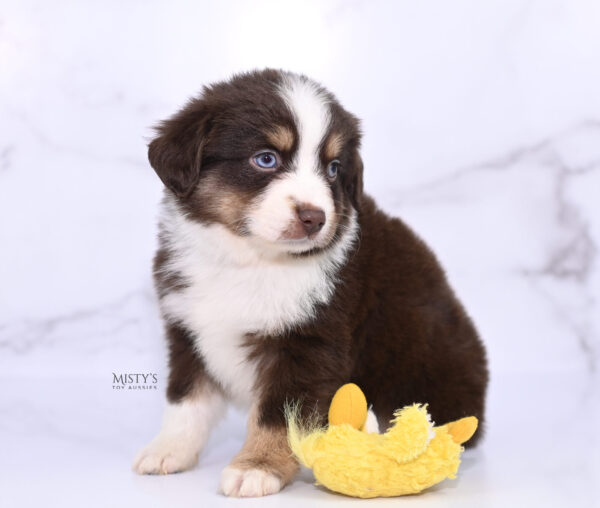 Mini / Toy Australian Shepherd Puppy Brick