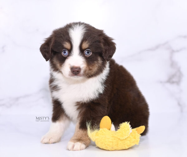 Mini / Toy Australian Shepherd Puppy Brick