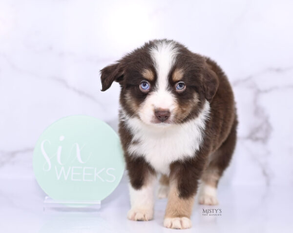 Mini / Toy Australian Shepherd Puppy Brick