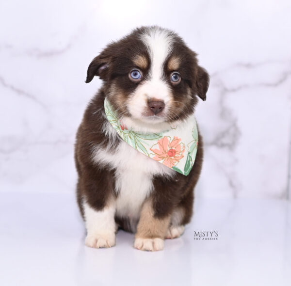 Mini / Toy Australian Shepherd Puppy Brick