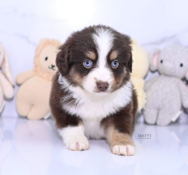 Mini / Toy Australian Shepherd Puppy Brick