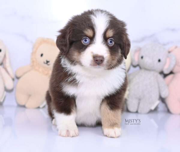 Mini / Toy Australian Shepherd Puppy Brick