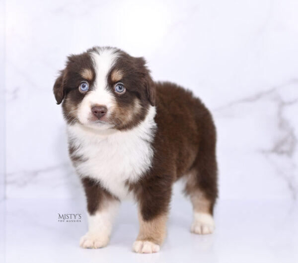 Mini / Toy Australian Shepherd Puppy Brick