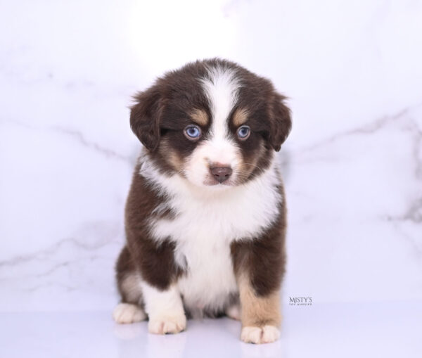 Mini / Toy Australian Shepherd Puppy Brick