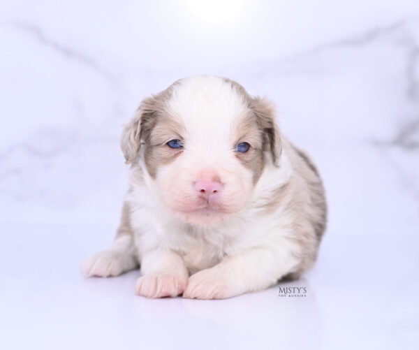 Mini / Toy Australian Shepherd Puppy Finnick