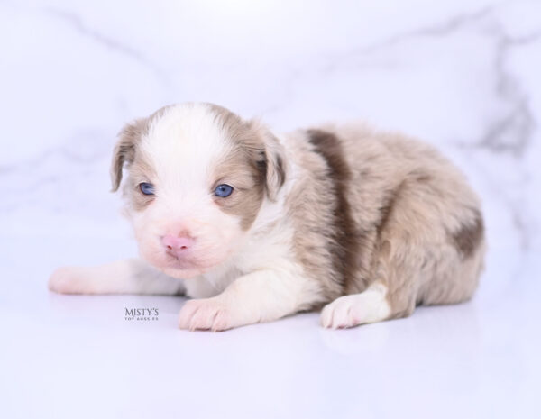 Mini / Toy Australian Shepherd Puppy Finnick