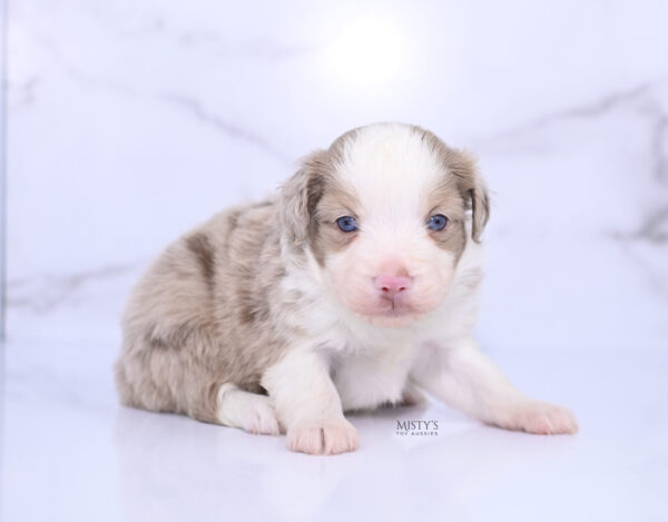 Mini / Toy Australian Shepherd Puppy Finnick