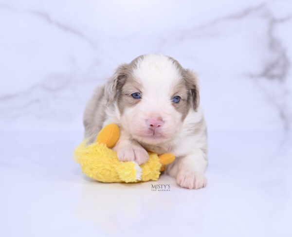 Mini / Toy Australian Shepherd Puppy Finnick