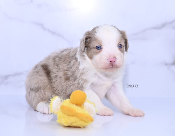 Mini / Toy Australian Shepherd Puppy Finnick