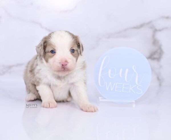 Mini / Toy Australian Shepherd Puppy Finnick