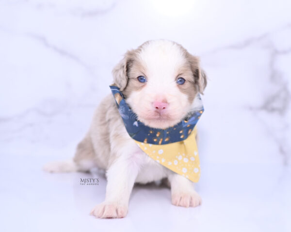 Mini / Toy Australian Shepherd Puppy Finnick