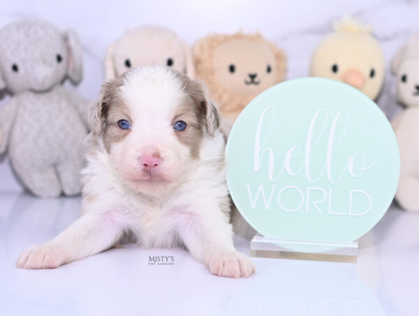 Mini / Toy Australian Shepherd Puppy Finnick