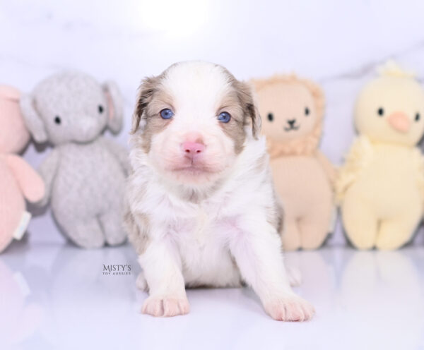 Mini / Toy Australian Shepherd Puppy Finnick