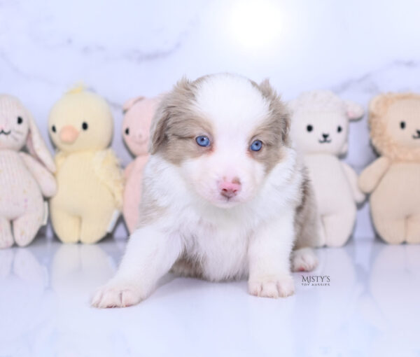 Mini / Toy Australian Shepherd Puppy Finnick