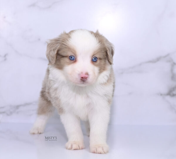 Mini / Toy Australian Shepherd Puppy Finnick