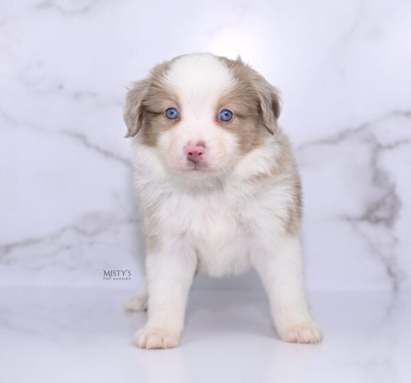 Mini / Toy Australian Shepherd Puppy Finnick