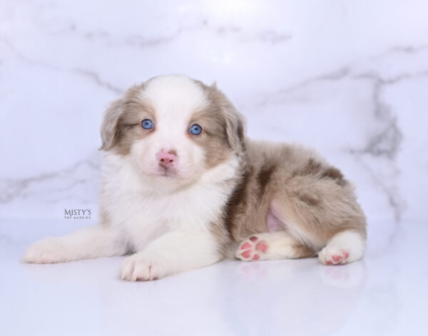 Mini / Toy Australian Shepherd Puppy Finnick