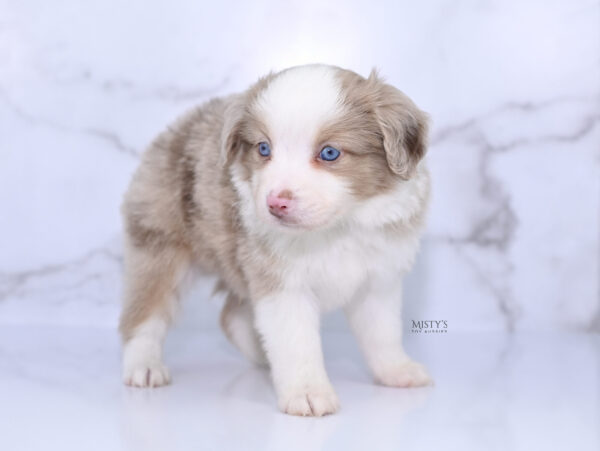 Mini / Toy Australian Shepherd Puppy Finnick