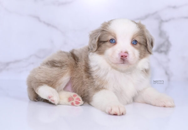 Mini / Toy Australian Shepherd Puppy Finnick