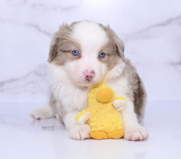 Mini / Toy Australian Shepherd Puppy Finnick