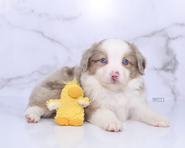 Mini / Toy Australian Shepherd Puppy Finnick