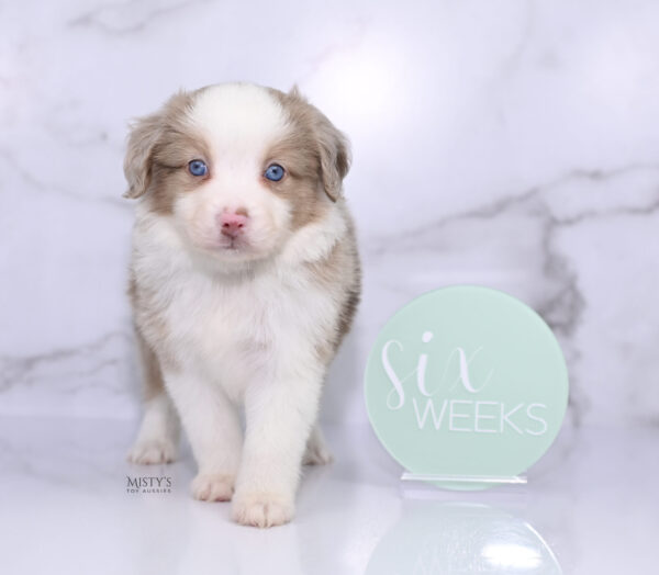 Mini / Toy Australian Shepherd Puppy Finnick