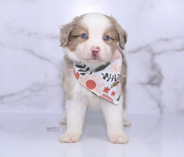 Mini / Toy Australian Shepherd Puppy Finnick