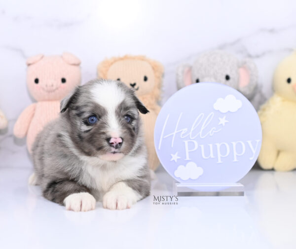 Mini / Toy Australian Shepherd Puppy Jack Frost