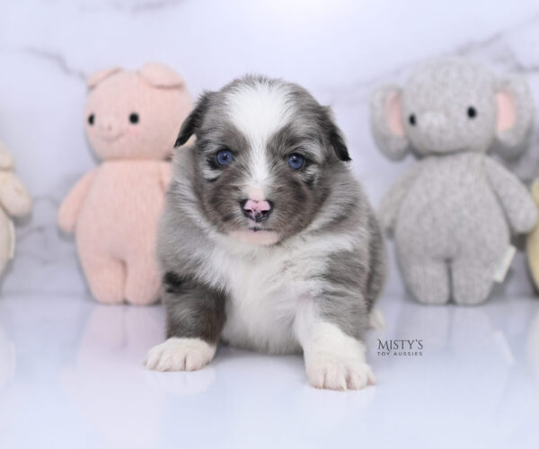 Mini / Toy Australian Shepherd Puppy Jack Frost