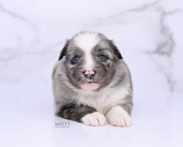 Mini / Toy Australian Shepherd Puppy Jack Frost