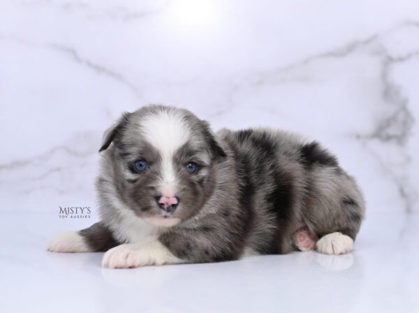 Mini / Toy Australian Shepherd Puppy Jack Frost