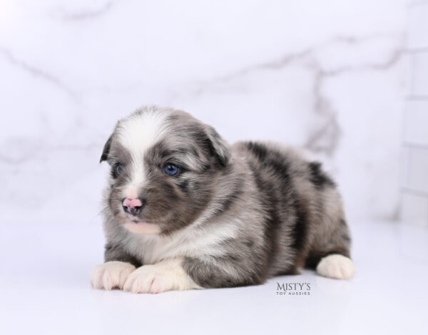 Mini / Toy Australian Shepherd Puppy Jack Frost