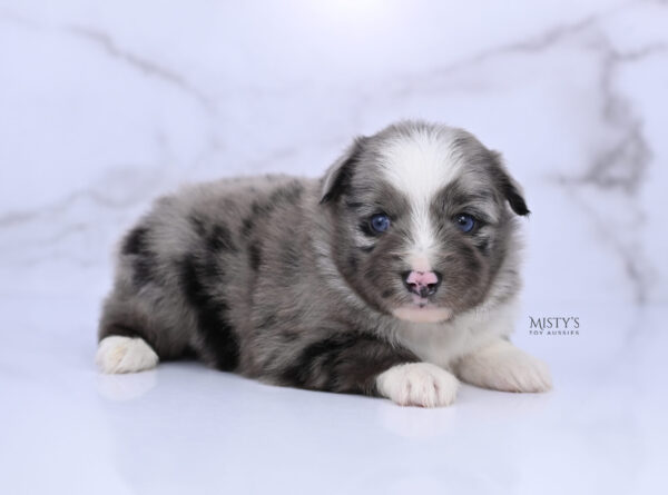 Mini / Toy Australian Shepherd Puppy Jack Frost