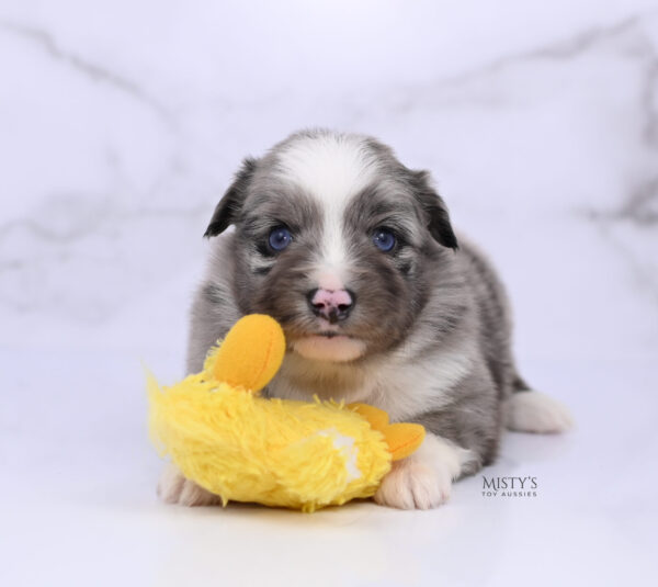 Mini / Toy Australian Shepherd Puppy Jack Frost