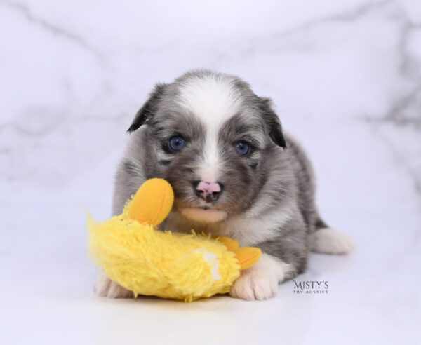 Mini / Toy Australian Shepherd Puppy Jack Frost