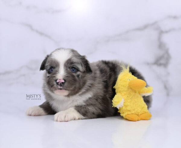 Mini / Toy Australian Shepherd Puppy Jack Frost