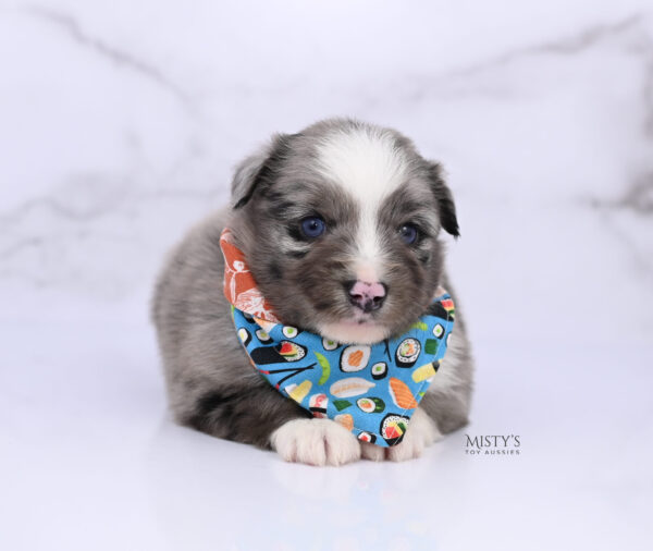 Mini / Toy Australian Shepherd Puppy Jack Frost