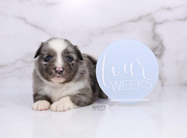 Mini / Toy Australian Shepherd Puppy Jack Frost