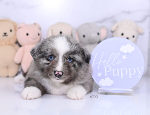 Mini / Toy Australian Shepherd Puppy Jack Frost