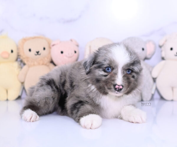 Mini / Toy Australian Shepherd Puppy Jack Frost