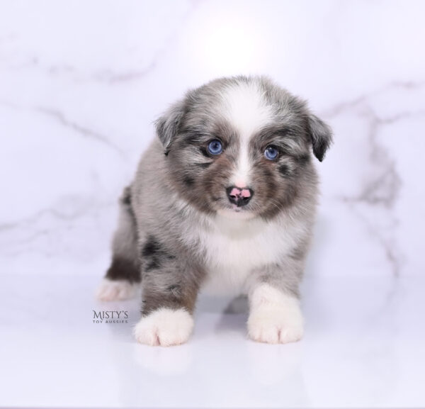 Mini / Toy Australian Shepherd Puppy Jack Frost