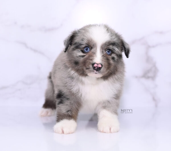 Mini / Toy Australian Shepherd Puppy Jack Frost